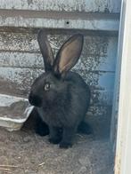 Vlaamse reus mannetje, Dieren en Toebehoren, Konijnen