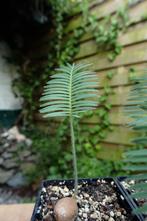 Dioon edule - Mexicaanse palmvaren - Chestnut dioon, Ophalen, Overige soorten, Minder dan 100 cm, Volle zon