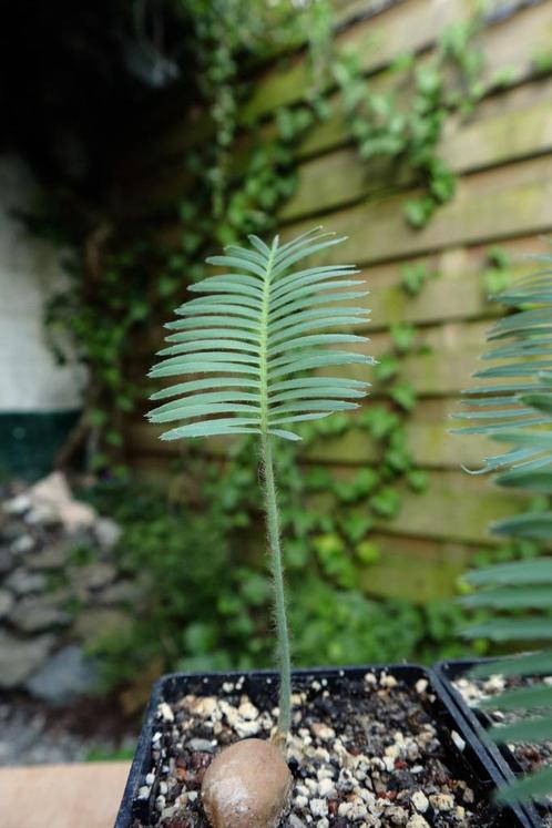 Dioon edule - Mexicaanse palmvaren - Chestnut dioon, Huis en Inrichting, Kamerplanten, Overige soorten, Minder dan 100 cm, Groene kamerplant