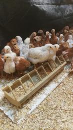 21 Dernier  poussins, née le 14 mai (100 % p, Poule ou poulet, Femelle