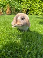 Dwerghangoortje te koop, Dieren en Toebehoren, Mannelijk, Dwerg, 0 tot 2 jaar