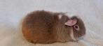 Schattige US Teddy cavia, Juli, Vrouwelijk, Cavia