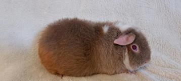 Schattige US Teddy cavia beschikbaar voor biedingen
