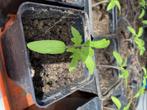 bio tomatenplantjes yellow giant, Annuelle, Enlèvement ou Envoi, Plantes potagères