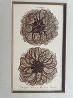 Gravure J. Chapmann 1796 Asterias The caput Medusae, Antiquités & Art, Art | Eaux-fortes & Gravures, Enlèvement ou Envoi
