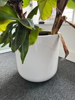 Bananenboom in witte bloempot, Tuin en Terras, Halfschaduw, Overige soorten, 100 tot 250 cm, Ophalen