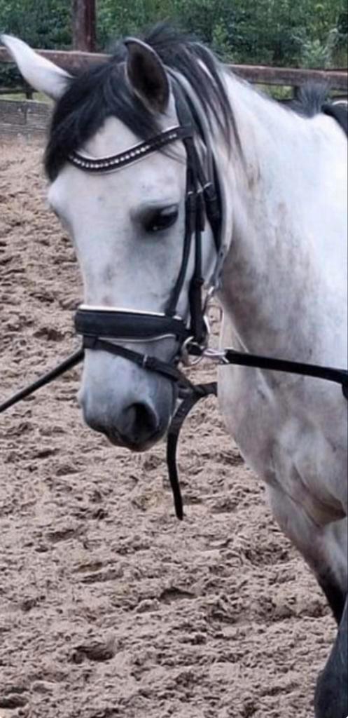 Hoofdstel met of bit apart te koop!, Dieren en Toebehoren, Paarden en Pony's | Hoofdstellen en Tuigage, Gebruikt, Ophalen of Verzenden