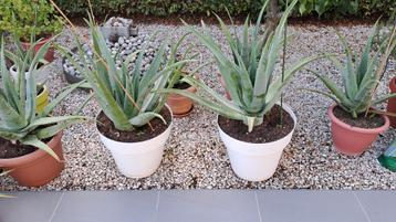 Aloe vera, Autres espèces, En pot, Moins de 100 cm, Enlèvement