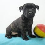 Kruising Pincher / Jack Russell pup te koop, België, CDV (hondenziekte), 8 tot 15 weken, Eén hond