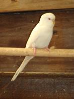 Albino grasparkieten, Dieren en Toebehoren