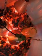 Eendagskuikens Japanse kwartel