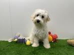 Maltipoo puberpups - champagne kleur, België, 15 weken tot 1 jaar, CDV (hondenziekte), Meerdere