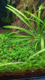 Fire Red Neocaridina garnalen, Zoetwatervis, Kreeft, Krab of Garnaal, Schoolvis