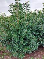 Prunus lucitanica, Jardin & Terrasse, Plantes | Arbustes & Haies, Enlèvement ou Envoi, Buis