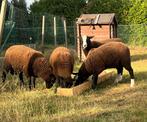 Agneaux zwartbles à vendre, Meerdere dieren, Schaap, 0 tot 2 jaar
