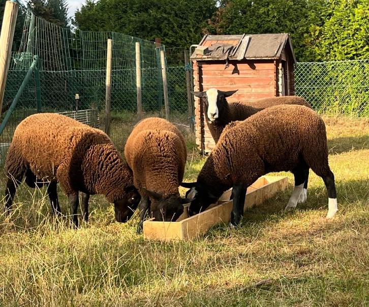 Agneaux zwartbles à vendre, Dieren en Toebehoren, Schapen, Geiten en Varkens, Schaap, Meerdere dieren, 0 tot 2 jaar