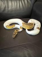 Ball python, Dieren en Toebehoren, Slang, 3 tot 6 jaar