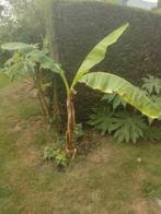 Bananenboom musa, Tuin en Terras, Ophalen