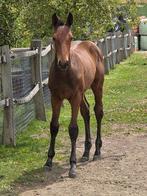 Vagebond de la pomme x diamant de semilly hengstveulen, Hengst, Springpaard, Gechipt, 0 tot 2 jaar