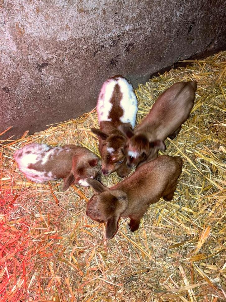 Papfles lammetjes, Animaux & Accessoires, Moutons, Chèvres & Cochons, Chèvre, Sexe inconnu, 0 à 2 ans