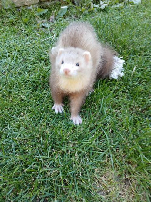 Fretten halfangora, Dieren en Toebehoren, Overige Dieren, Mei