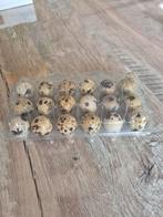 Eieren kwartels en eenden., Dieren en Toebehoren, Pluimvee