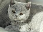 Prachtig Brits Korthaar kitten met afstambewijs, Dieren en Toebehoren, Katten en Kittens | Raskatten | Korthaar, Meerdere dieren