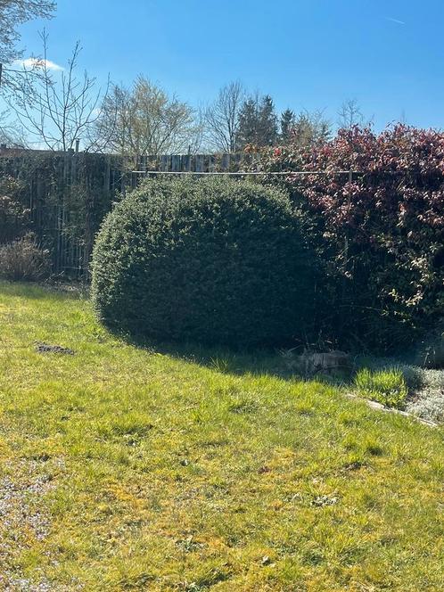 2 BUXUSSEN, Tuin en Terras, Planten | Bomen, Ophalen