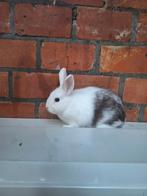 Jong dwergkonijn voedstertje, Dieren en Toebehoren, Konijnen, Dwerg