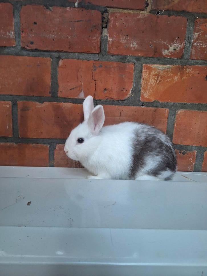 Jong dwergkonijn voedstertje, Dieren en Toebehoren, Konijnen, Dwerg