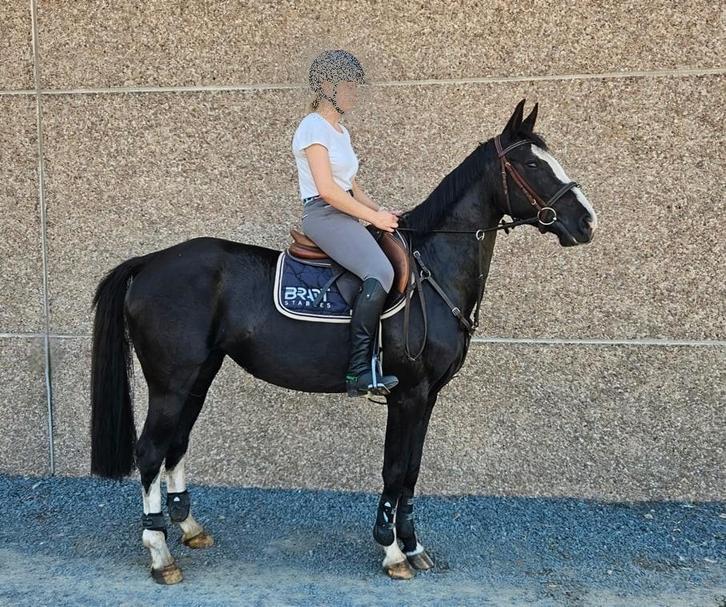 Springpaard te koop - braaf met vermogen, Dieren en Toebehoren, Paarden, Merrie, L, 3 tot 6 jaar, Springpaard, Met stamboom, Gechipt