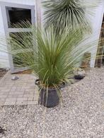 Dasylirion serratifolium grasboom, Tuin en Terras, Planten | Tuinplanten, Ophalen, Winter, Volle zon