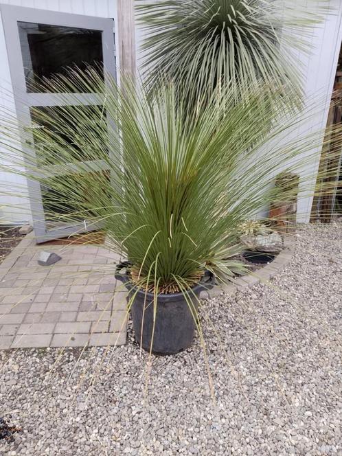 Dasylirion serratifolium grasboom, Tuin en Terras, Planten | Tuinplanten, Volle zon, Winter, Ophalen