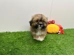 Nestje Lhasa Apso pups, België, Overige rassen, CDV (hondenziekte), 8 tot 15 weken