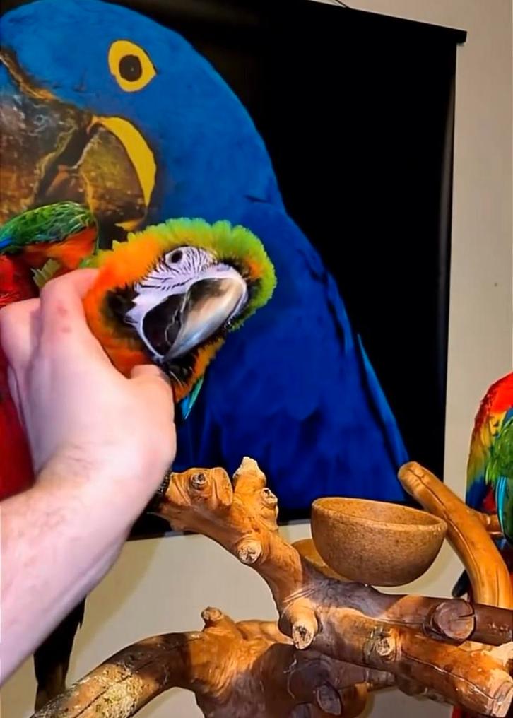 Handtamme catalina ara, Dieren en Toebehoren, Vogels | Parkieten en Papegaaien, Papegaai, Mannelijk, Pratend, Tam, Geringd