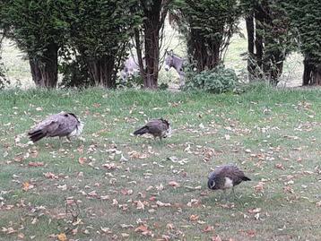 Jeunes paons male a echanger contre femelles  beschikbaar voor biedingen