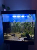 Aquarium 125L met kast, Dieren en Toebehoren, Ophalen