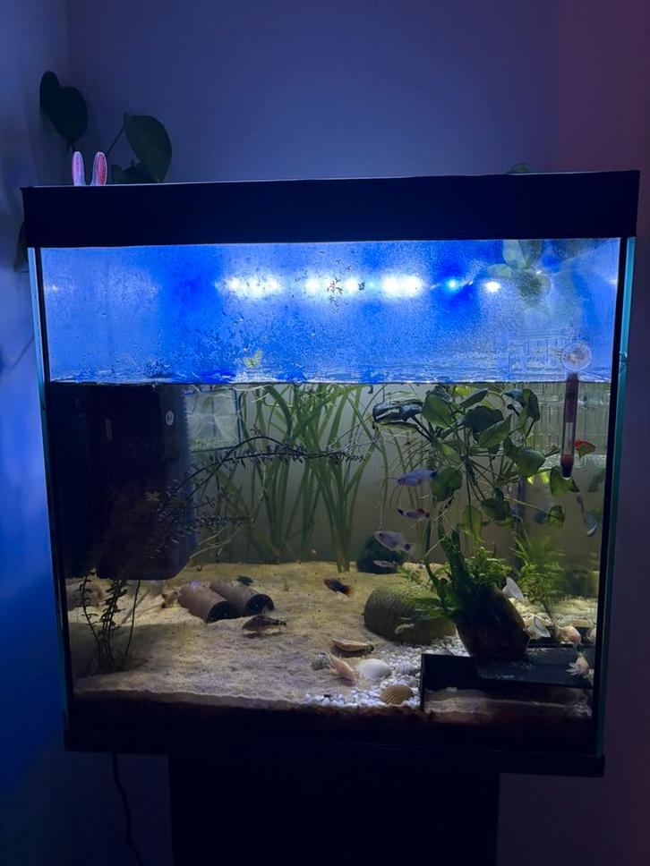 Aquarium 125L met kast, Dieren en Toebehoren, Vissen | Aquaria en Toebehoren, Ophalen
