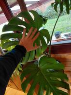 Pot met monstera, Maison & Meubles, Plantes d'intérieur, En pot, Enlèvement, 100 à 150 cm, Plante verte