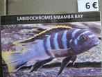 Labidochromis mbamba bay malawi cichliden hobbykweek, Vis, Zoetwatervis