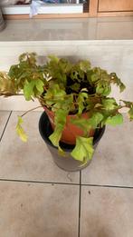Hangplant kamer wijnstok, Ophalen