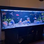 Malawi cichliden vissen, Dieren en Toebehoren, Ophalen