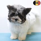 Mini Biewer Yorkshire (reutje) Belgische pup te koop, Dieren en Toebehoren, Yorkshire Terriër, België, CDV (hondenziekte), 8 tot 15 weken