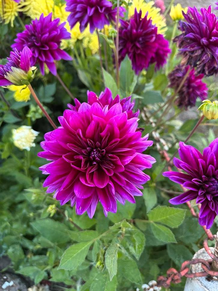 Dahlia knollen paars Thomas A Edison, Tuin en Terras, Bloembollen en Zaden, Bloembol, Voorjaar, Volle zon, Ophalen of Verzenden