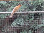 oranje albino pennanten