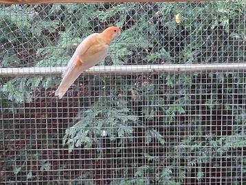 oranje albino pennanten  beschikbaar voor biedingen