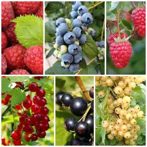 Kleinfruit ruilen, Tuin en Terras, Planten | Fruitbomen, Ophalen