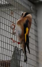 putter-distelvink, Animaux & Accessoires, Oiseaux | Oiseaux Autre, Bagué, Oiseau chanteur sauvage, Mâle
