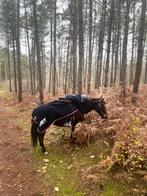 Merrie te koop, Dieren en Toebehoren, Ophalen of Verzenden, Zo goed als nieuw