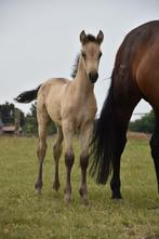Verschillende prachtige PRE veulens  vijf ️ huisje, Dieren en Toebehoren, Dressuurpaard, 0 tot 2 jaar, 160 tot 165 cm, Onbeleerd